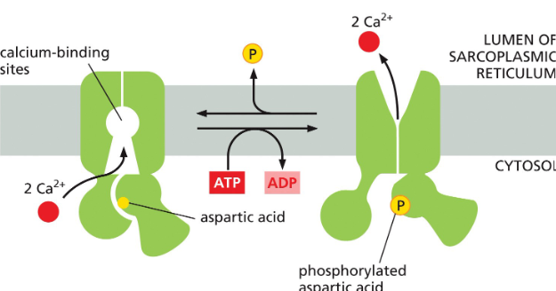 <p>Keeps the cytosolic Ca2+ concentration low</p>