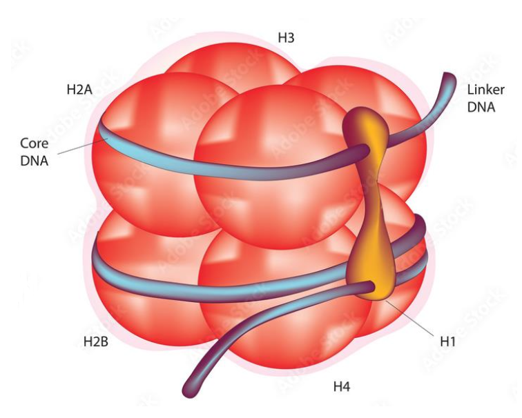 <p>It has a histone octamer:<br>Central H3-H4 tetramer <br>Flanked by two H2A-H2B dimers <br>[alpha-helix - loop - alpha-helix] motif<br>A Linker histone H1 binds to the nucleosome core around the DNA entry and exit points </p>