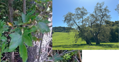 <ul><li><p>Riparian zone</p></li><li><p>large hand-shaped leaves</p></li><li><p>fuzz on the undersides</p></li></ul><p></p>
