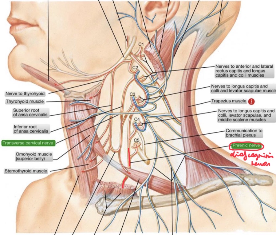 <p>Diafragmos nervas</p>