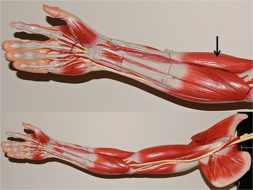 <p>flexes forearm</p>