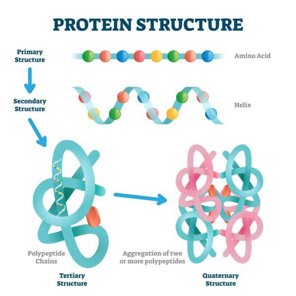 <p>Macronutrients broken down into amino acids, used to assemble new proteins with many different functions in the body.</p>