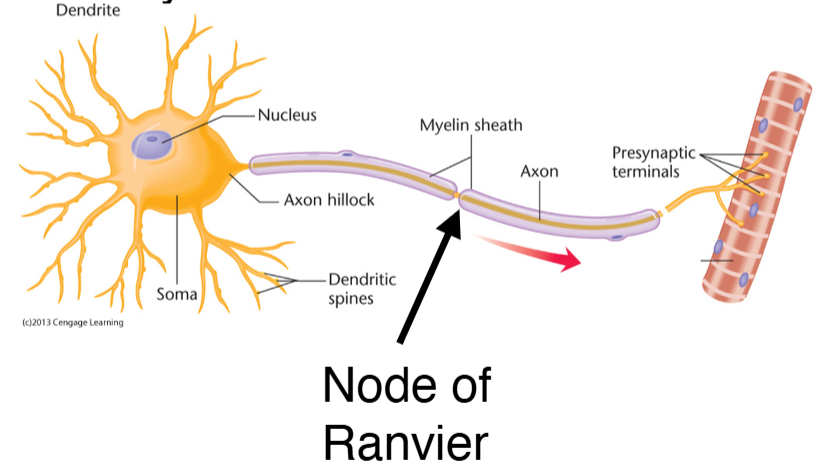 <p><span>Nodes of Ranvier:</span></p>