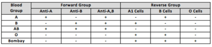 <p>A1 and group B red cells: testing with patient serum or plasma confirms the ABO type</p><p>(known as reverse grouping or ABO serum testing)</p>