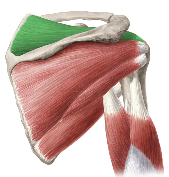 <p>Action: Shoulder ABDuction</p><p>Origin: Supraspinatus fossa (scapula)</p><p>Insertion: Greater tubercle (humerus)</p><p>Innervation: Suprascapular nerve C5-6</p>