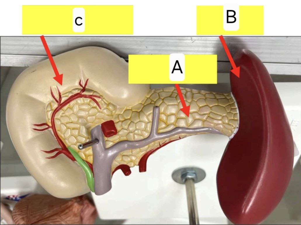 <p>Identify the following and answer these questions</p><p></p><ul><li><p>What’s the length of C </p></li></ul><p></p><ul><li><p>Mention the function of A and where its duct opens </p></li></ul><p></p><ul><li><p>Mention the function of B </p></li></ul><p></p>
