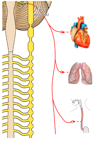 <p>-innervated by branches of the vagus nerve (X)</p>