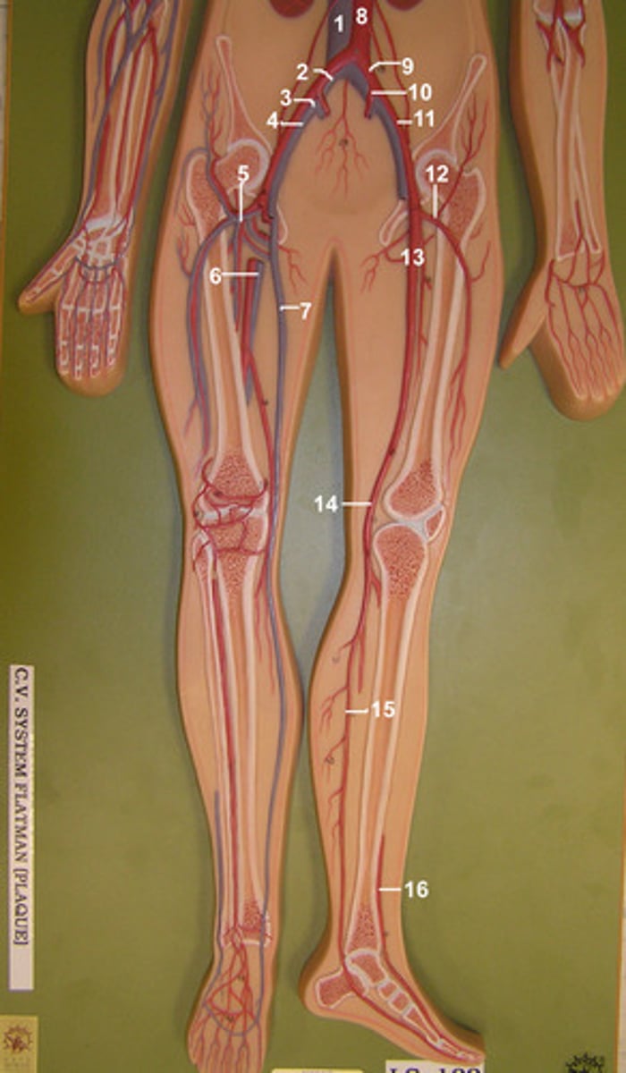 <p>Name the blood vessel labeled 14</p>