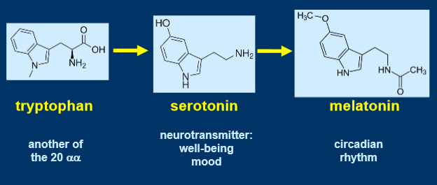 <ul><li><p>tryptophan is an essential amino acid</p></li><li><p>tryptophan can’t be made by itself</p></li><li><p>when some amino acids are modified, they can produce 2 hormones</p><p></p></li></ul><p></p>