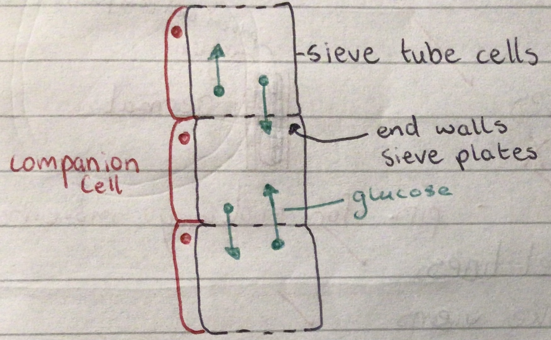 <p>Transports food (sugar/glucose) from the leaves to other parts of the plant (active transport). Living cells stacked have cytoplasm but no other organelles. Energy is provided by companion cells.</p>