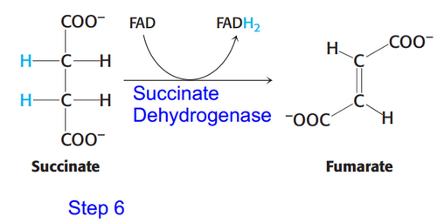 <p>Dehydrogenation gives reduced FADH2</p><p>Catalyzed by the succinate dehydrogenase, which means that FAD acts a the redox cofactor and gets reduced to FADH2</p><p>FADH2 passes electrons to coenzyme Q, which the now reduced coenzyme QH2 is used to make ATP</p>