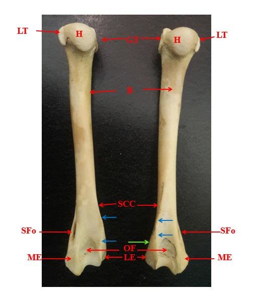 <p>between greater tubercle and lesser tubercle</p>