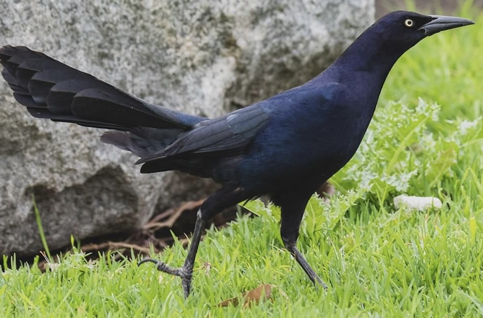 <p>Great-tailed grackle</p>