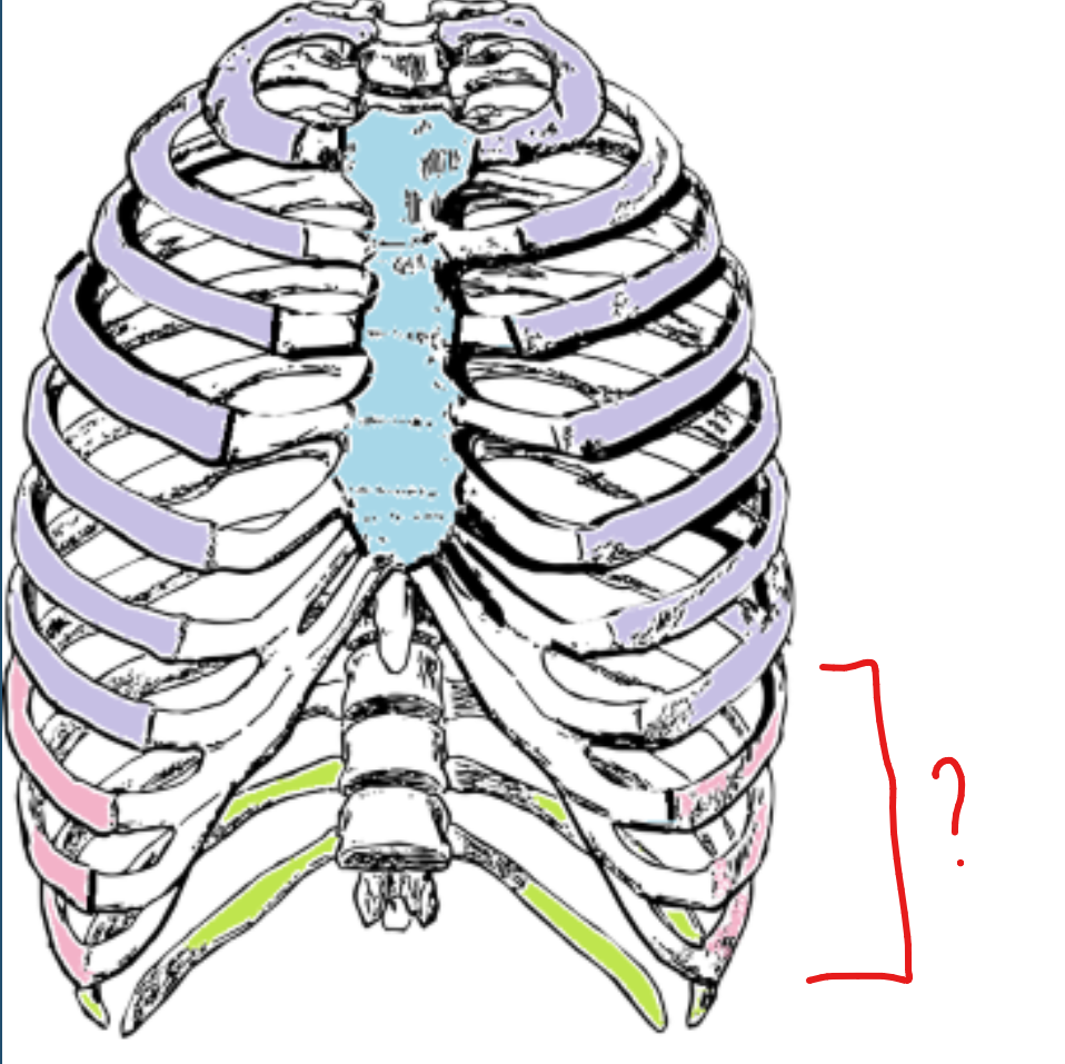 <p>lower 3, indirectly attached to the sternum</p>