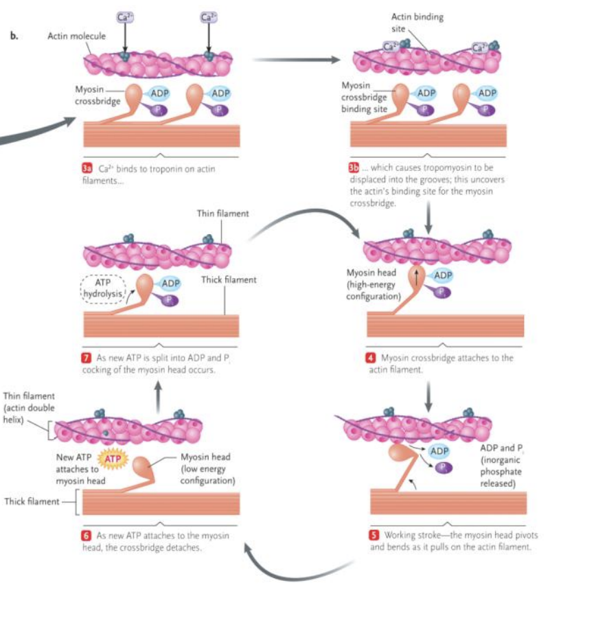 <p>The crossbridge cycle - what occurs in the first step here?</p>
