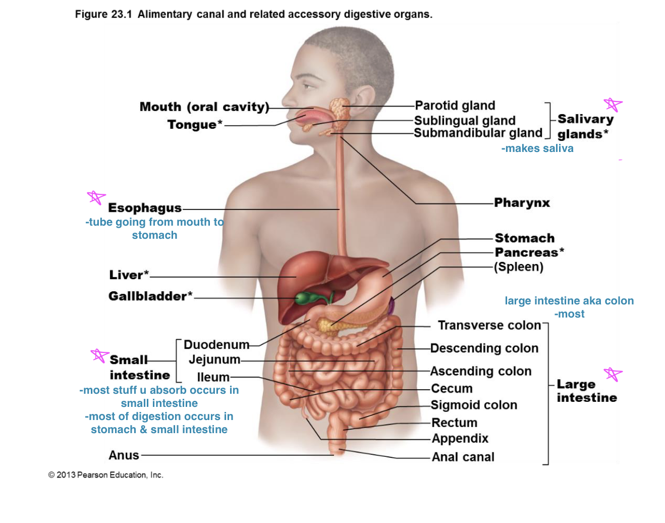 <p>Mouth:</p><ul><li><p>Food enters here</p></li><li><p>Saliva starts breaking down food</p></li><li><p>Chewing mixes food w/ saliva</p></li></ul><p>Esophagus:</p><ul><li><p>a tube that carries food from mouth to the stomach</p></li><li><p>muscles push food down (peristalsis)</p></li></ul><p>Stomach:</p><ul><li><p>stores and mixes food</p></li><li><p>acids &amp; enzymes break down food further</p></li></ul><p>Small intestine:</p><ul><li><p>most nutrients are absorbed here!!!</p></li><li><p>receives bile and pancreatic juice to help digestion</p></li></ul><p>Large Intestine:</p><ul><li><p>absorbs water from undigested food</p></li><li><p>forms and stores food</p></li></ul><p>Liver:</p><ul><li><p>produces bile which helps digest fats</p></li><li><p>Pancreas</p></li><li><p>makes enzymes that break down carbs, proteins and fats</p></li><li><p>releases enzymes into small intestine </p></li></ul><p></p>