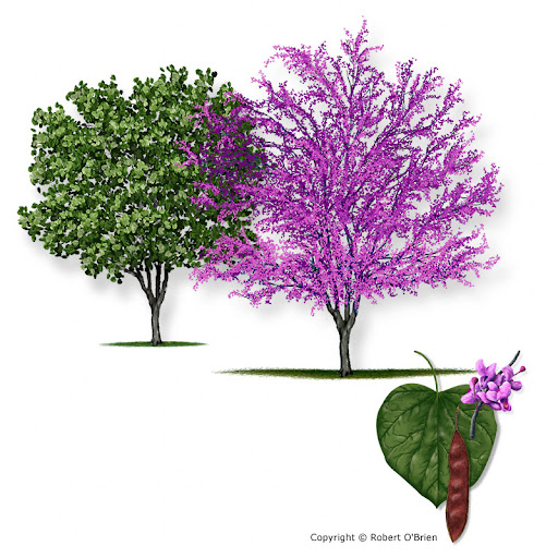 <p><span>Cercis canadensis / Redbud</span></p>