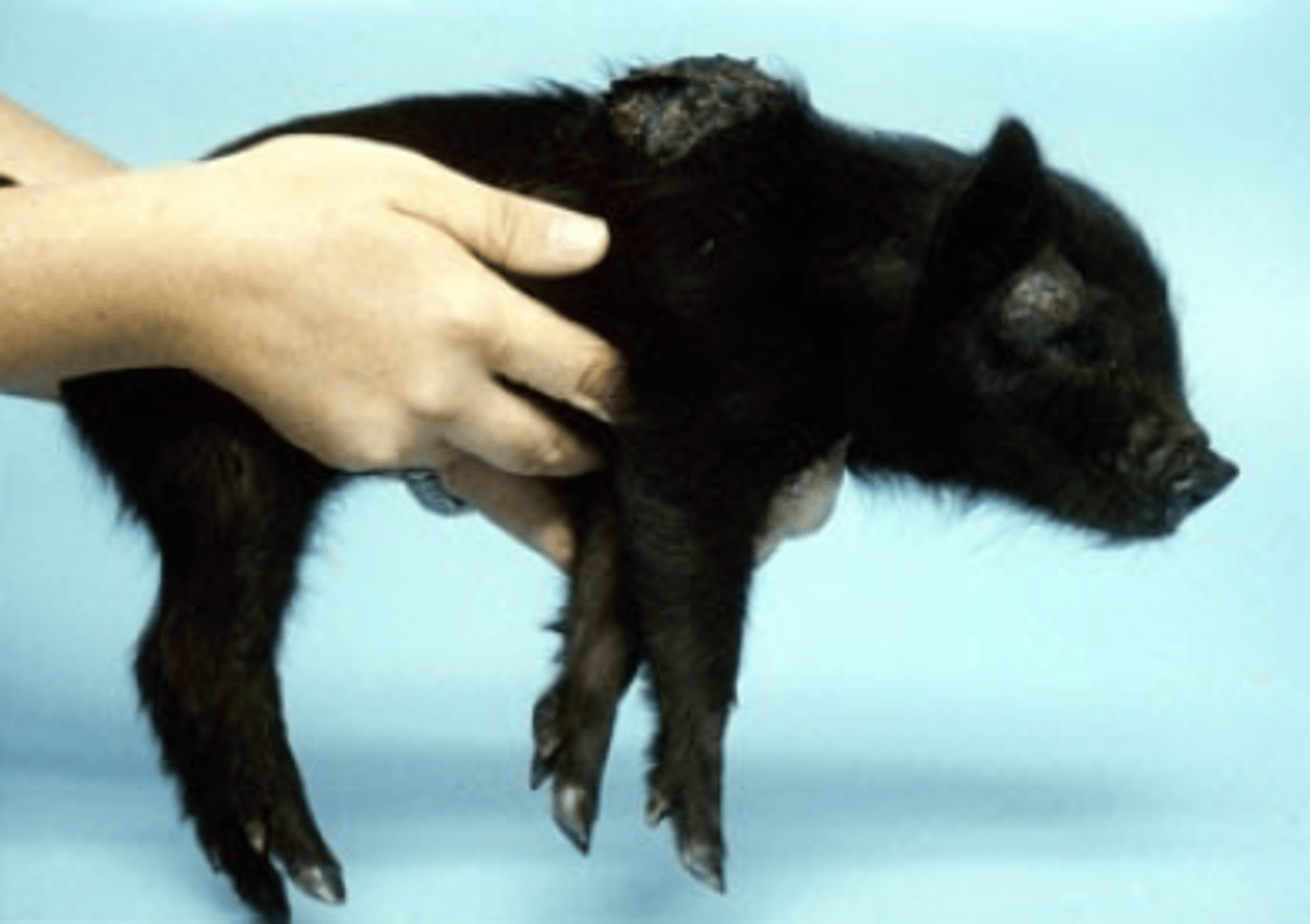 <p>Your facility maintains a colony of Sinclair mini swine and one of your technicians noted a flat black spot on one of the pigs several weeks ago, now that spot is raised and growing and an additional mass has appeared. Based on this information what is the most likely diagnosis?</p><p>A. Lymphosarcoma</p><p>B. Porcine Papilloma Virus (PPV)</p><p>C. Melanoma</p><p>D. Reaction to topical treatment for |Sarcoptes scabiei|</p><p>E. Abscess</p>