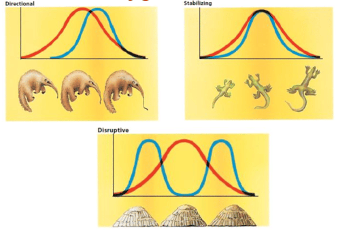 <p>Natural selection can affect the range of phenotypes and hence the shape of the bell curve in three ways:</p><p>- Directional Selection</p><p>- Stabilizing Selection</p><p>- Disruptive Selection</p>