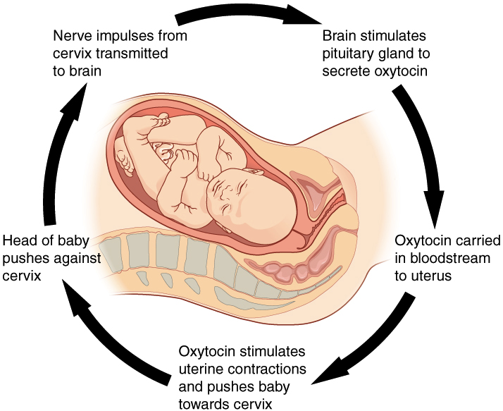 <p>Mechanisms that enhance stimuli, pushing the organism further out of homeostasis, such as during childbirth.</p>