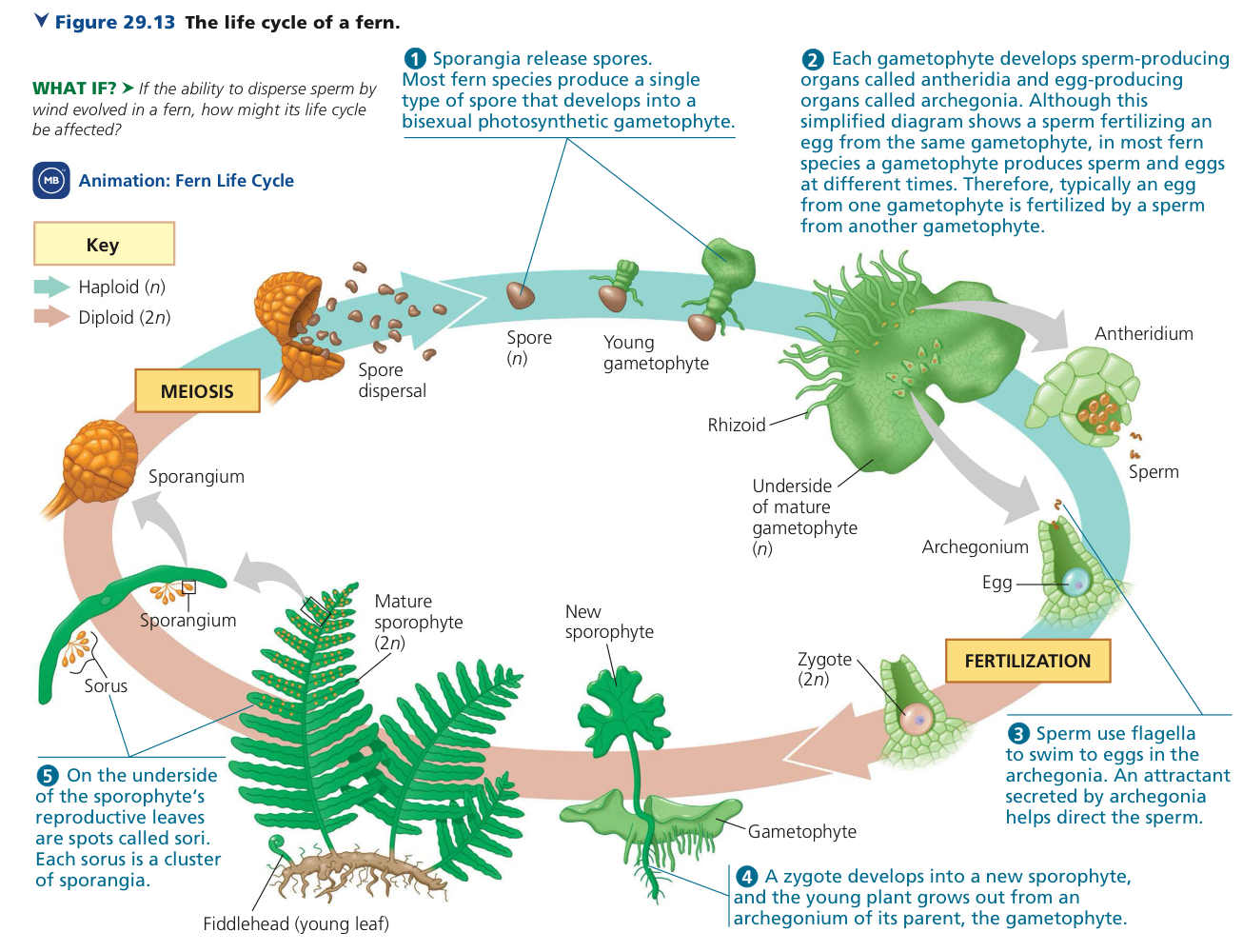 <ol><li><p><mark data-color="blue">Spore germination into monoecious gametophyte.</mark></p></li><li><p><mark data-color="blue">Gametogenesis.</mark></p></li><li><p><mark data-color="blue">Gamete transfer and fertilization.</mark></p></li><li><p><mark data-color="red">Zygote development.</mark></p></li><li><p><mark data-color="red">Sporophyte development.</mark></p></li><li><p><mark data-color="red">Sporogenesis.</mark></p></li></ol>