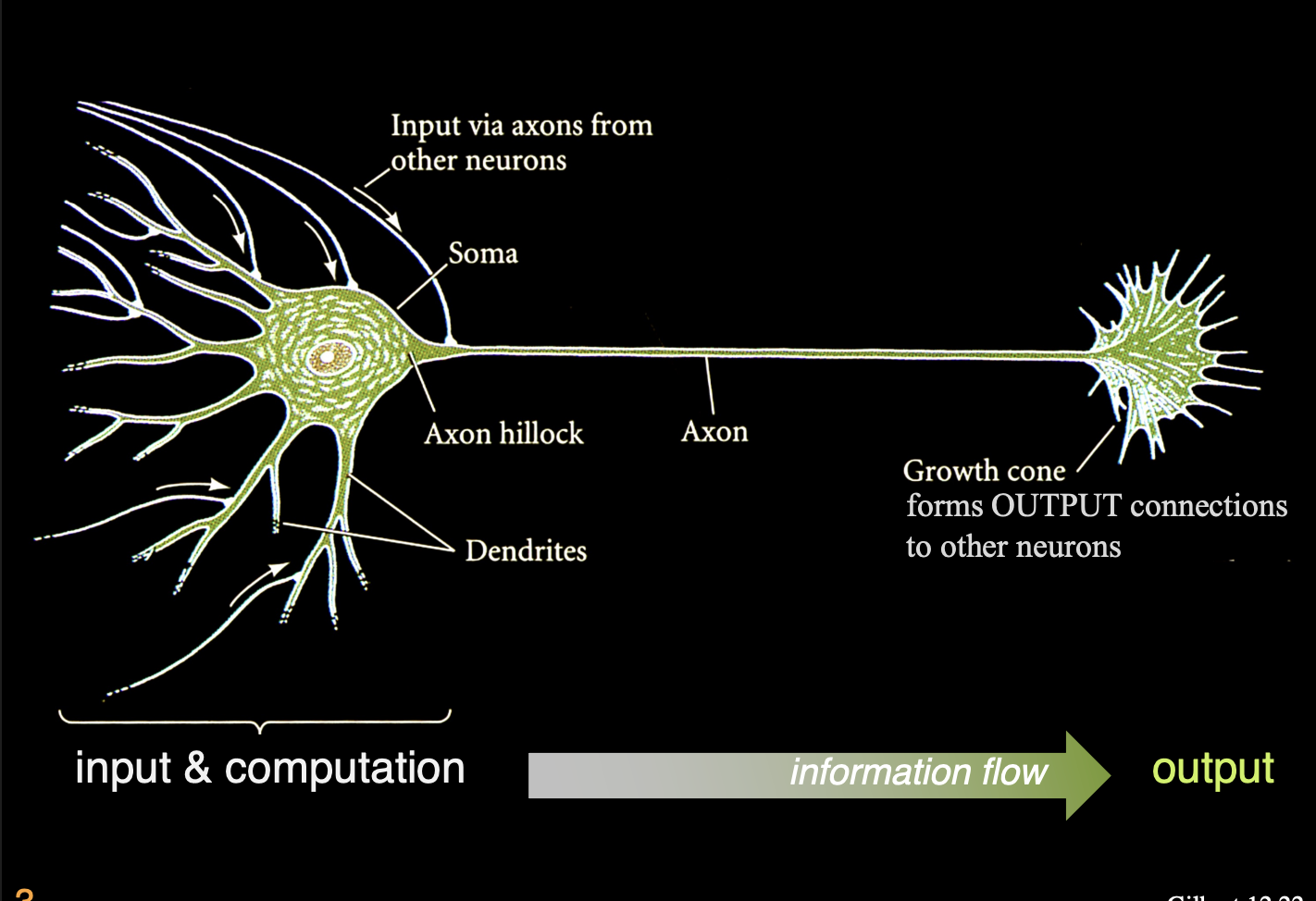 <ul><li><p>Once different neuronal cell types are specified, each neuron sends out a primary neutrite (the axon) with which to reach the brain regions and <strong>connect</strong> other neurons</p></li></ul><p>But</p><ol><li><p>How do neurons know which direction </p></li><li><p>and along which path to extend?</p></li></ol><p></p>