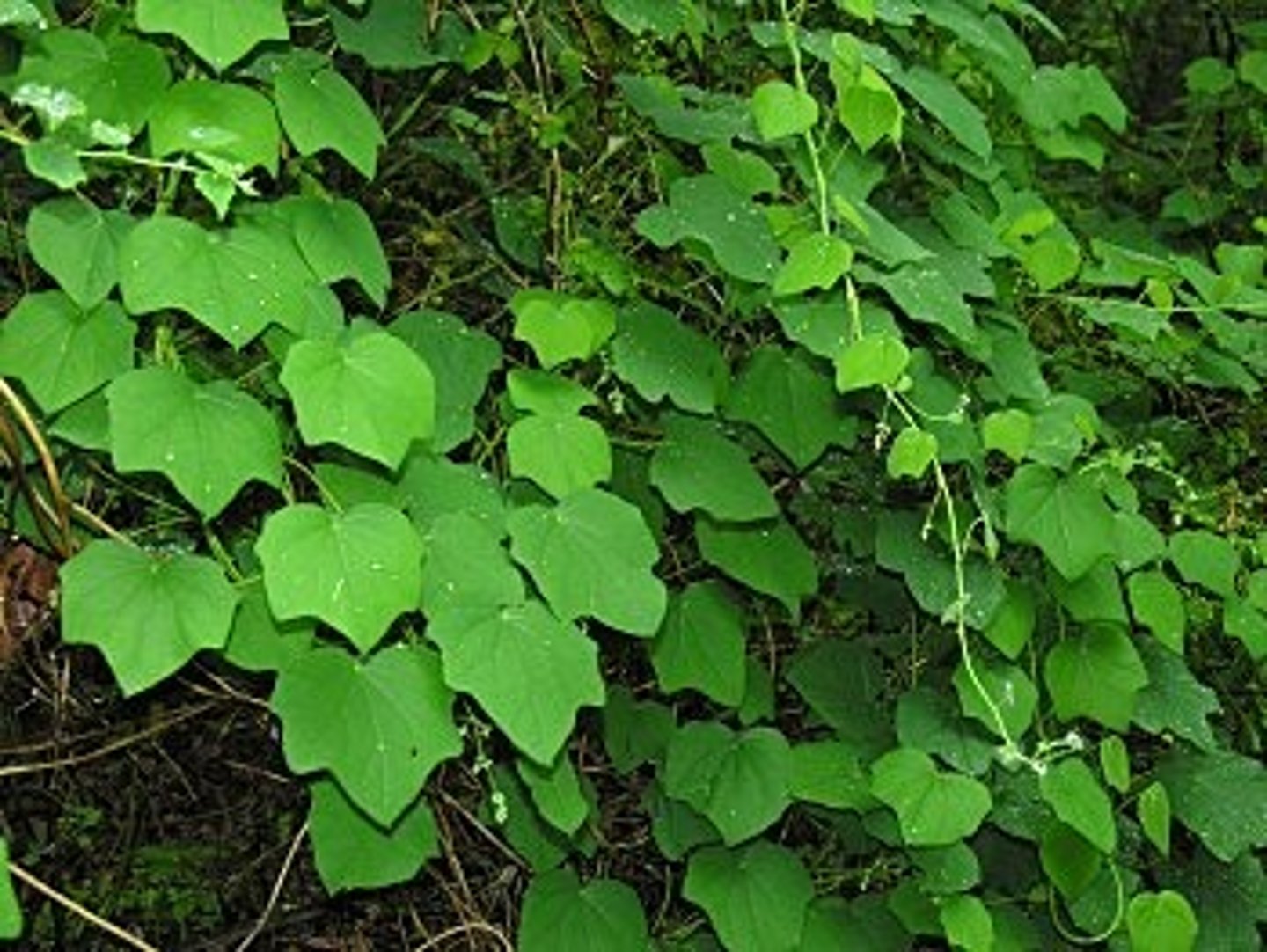 <p>Common moonseed</p>