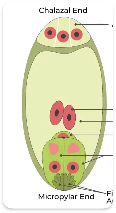 <p>What do the 8 nuclei become in the female embyro sac </p>