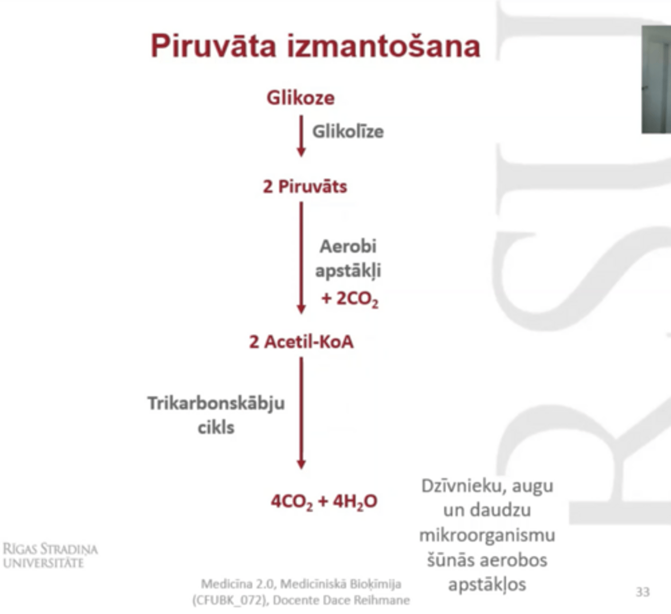 <p>visbiežāk--> pārveidots par AcetilCoA (aerobos apstākļos)</p><p>trikarbonskābju iklā noslēdzās glikozes oksidēšanās</p>