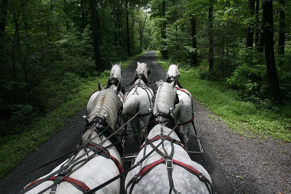 <p></p><p>Pickaxe Hitch<br>3 horses hitched abreast with two in front. Reversed pickaxe is three in front two in the back</p>