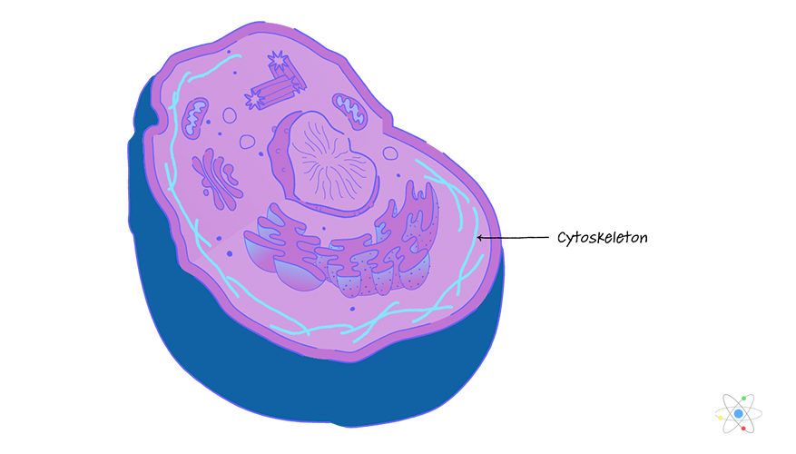 <p>cytoskeleton</p>