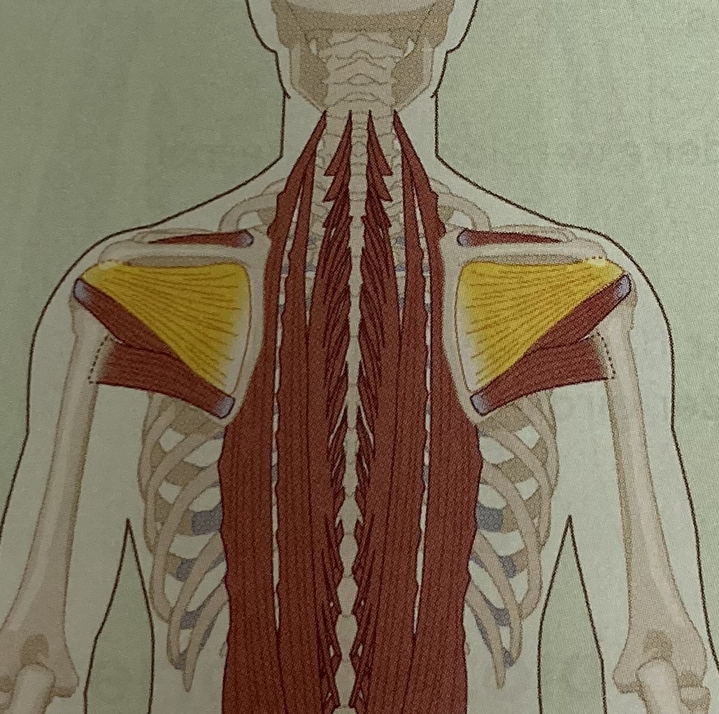 <ul><li><p>category: rotator cuff</p></li><li><p>origin: scapula</p></li><li><p>insertion: humerus</p></li><li><p>isolated function: concentric shoulder external rotation</p></li><li><p>integrated function: eccentric shoulder internal rotation</p></li><li><p>stabilizes the shoulder girdle</p></li></ul><p></p>