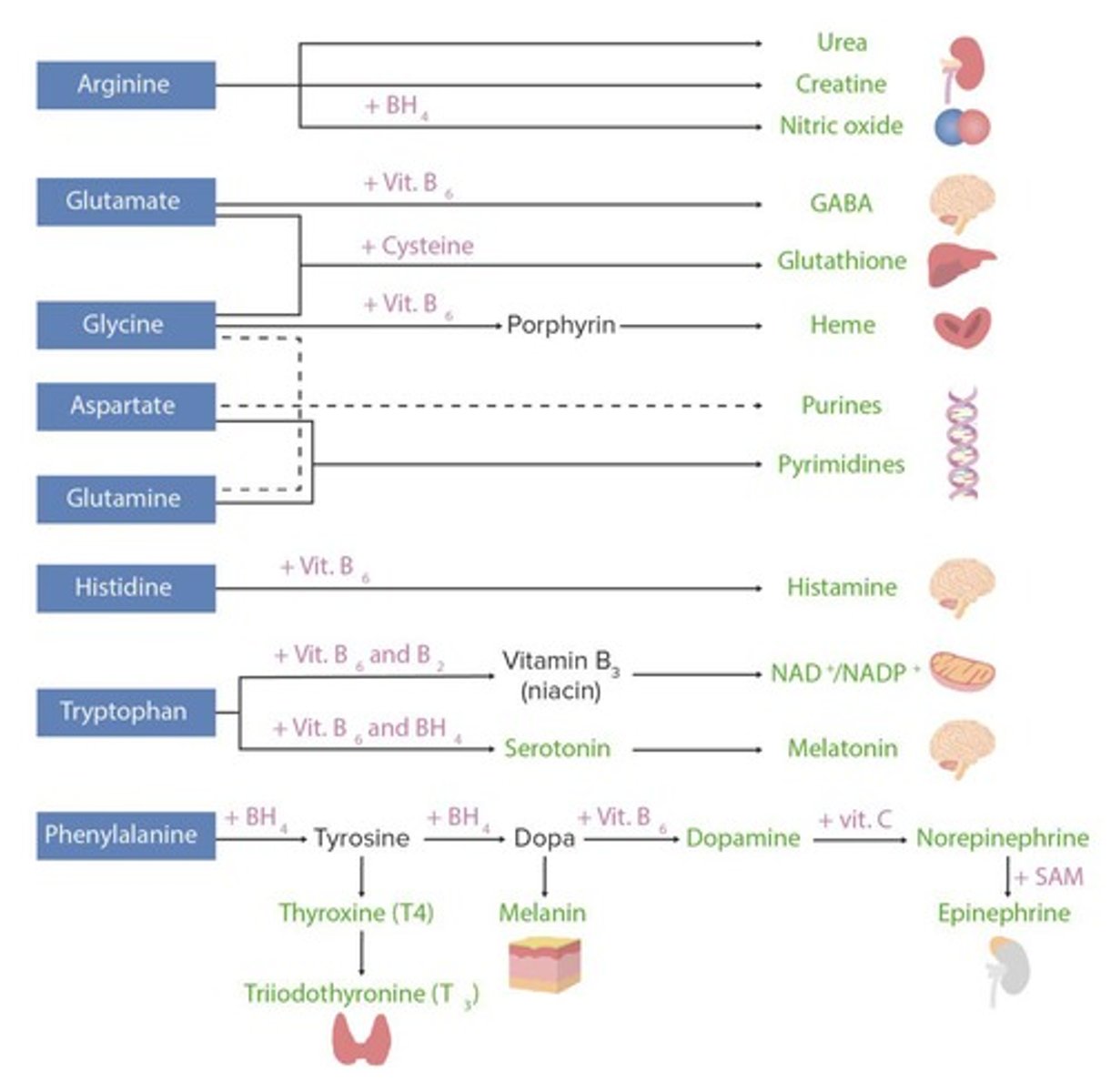 <p>Gluconeogenic amino acids can be converted into glucose, while ketogenic amino acids can be converted into ketone bodies.</p>