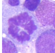 <p>identify this cell.</p>