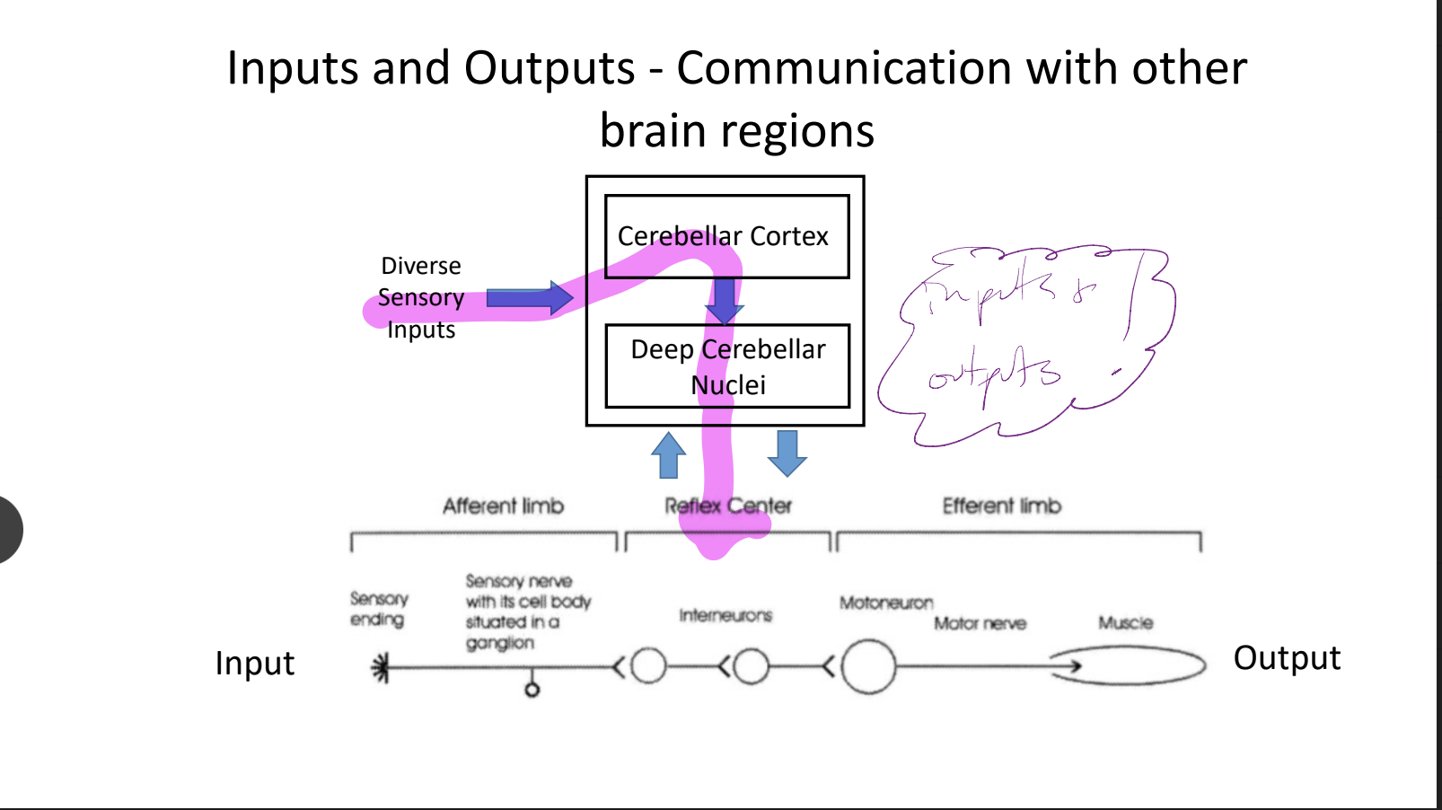 * **inputs and outputs!**
* diverse sensory inputs → cerebellar cortex → deep cerebellar nuclei → reflex center output
* cerebellum consists of parasagittal modules that have distinct inputs and outputs but **have similar internal circuitry →** maybe similar computations/operations carried out on the imputs from different sources provide outputs to various destination structures