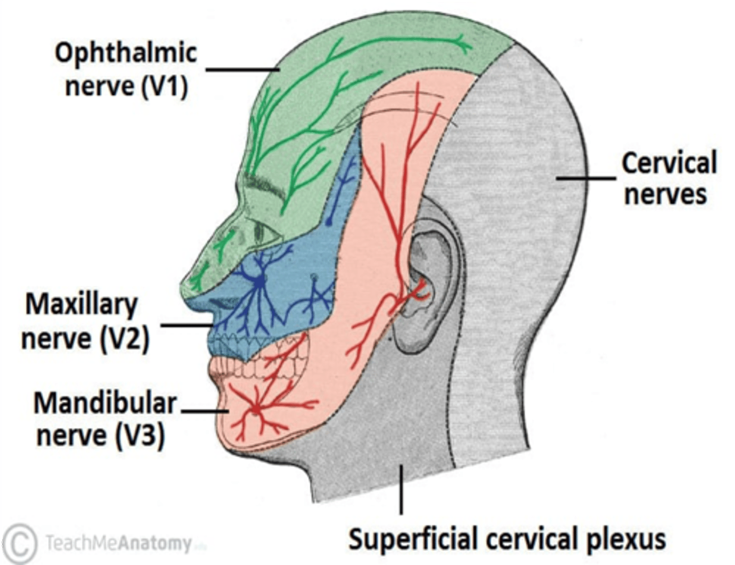 <p>Trigeminal nerve</p>
