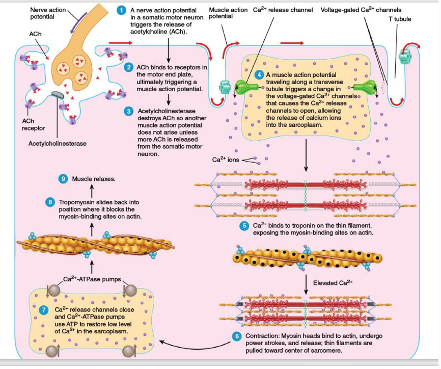 <ul><li><p><strong>Nerve Action Potential →</strong> Arrives at the motor neuron terminal.</p></li><li><p><strong>Motor neuron terminal →</strong> Causes release of <strong>Acetylcholine (ACh)</strong> into the synaptic cleft.</p></li><li><p><strong>ACh →</strong> Diffuses across the synaptic cleft.</p></li><li><p><strong>ACh →</strong> Binds to receptors on the <strong>motor end plate</strong> of the muscle fiber.</p></li><li><p><strong>Motor end plate →</strong> Initiates <strong>muscle action potential</strong>.</p></li><li><p><strong>Acetylcholinesterase (in synaptic cleft) →</strong> Breaks down <strong>ACh</strong>.</p></li><li><p><strong>ACh breakdown →</strong> Ensures brief signal duration and prevents continuous muscle stimulation.</p></li><li><p><strong>Muscle action potential →</strong> Travels along the <strong>sarcolemma</strong> (muscle membrane).</p></li><li><p><strong>Sarcolemma →</strong> Action potential moves down into the <strong>T-tubules</strong>.</p></li><li><p><strong>T-tubules →</strong> Trigger opening of <strong>voltage-gated calcium (Ca²⁺) channels</strong> in the <strong>sarcoplasmic reticulum (SR)</strong>.</p></li><li><p><strong>Ca²⁺ (from SR) →</strong> Released into the <strong>cytosol</strong>.</p></li><li><p><strong>Ca²⁺ →</strong> Binds to <strong>troponin</strong> (on the thin filament).</p></li><li><p><strong>Troponin binding →</strong> Causes <strong>tropomyosin</strong> to move, exposing <strong>myosin-binding sites</strong> on <strong>actin</strong>.</p></li><li><p><strong>Exposed myosin-binding sites →</strong> Myosin heads attach to <strong>actin</strong>, forming <strong>crossbridges</strong>.</p></li><li><p><strong>ATP hydrolysis →</strong> Powers <strong>myosin heads</strong> for <strong>power strokes</strong>.</p></li><li><p><strong>Power strokes →</strong> Pull thin filaments toward the center of the sarcomere, causing <strong>muscle contraction</strong>.</p></li><li><p><strong>Ca²⁺-ATPase pumps →</strong> Actively transport <strong>Ca²⁺</strong> back into the <strong>sarcoplasmic reticulum</strong>.</p></li><li><p><strong>Ca²⁺ reuptake →</strong> Lowers cytosolic calcium levels.</p></li><li><p><strong>Decreased Ca²⁺ levels →</strong> Tropomyosin returns to resting position.</p></li><li><p><strong>Tropomyosin →</strong> Blocks <strong>myosin-binding sites</strong> on <strong>actin</strong></p></li><li><p><strong>Crossbridge cycling stops →</strong> Muscle relaxes.</p></li><li><p><strong>Sarcomere →</strong> Returns to <strong>resting length</strong>.</p></li></ul><p></p>