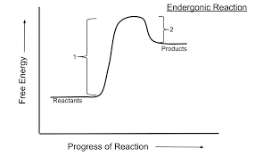 <p>Increase in free energy; photosynthesis </p>
