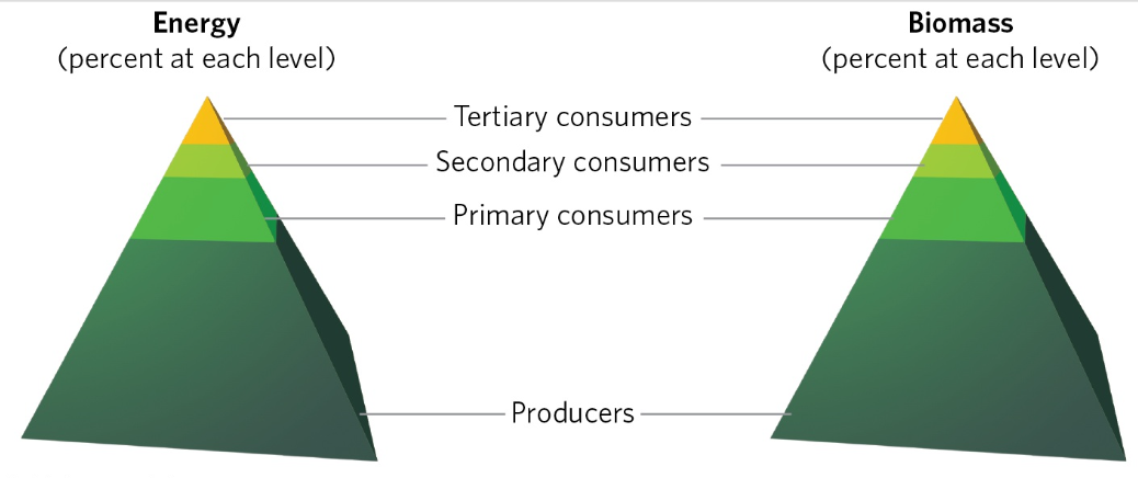 <p>pyramids of energy and biomass have similar shapes because most of the energy and most of the standing biomass are found in the producers</p>