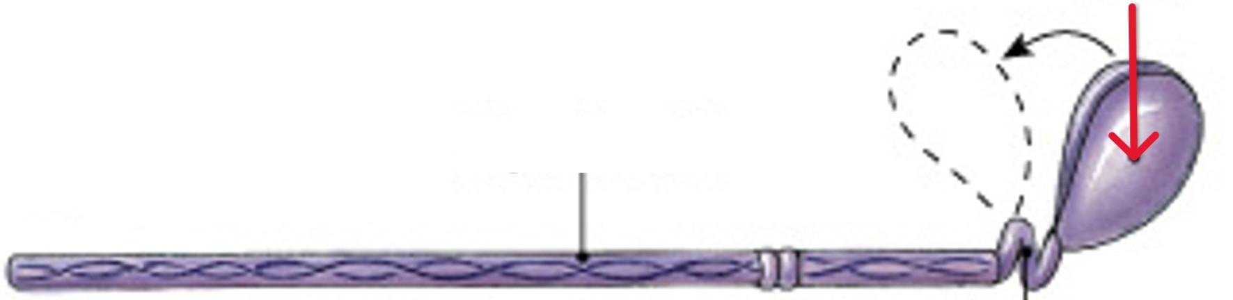 <p>Which part of the <span><span>thick filaments (myosin)</span></span> is:</p><ul><li><p>Made of 2 globular protein subunits</p></li><li><p>Projects toward nearest thin filament (actin)</p></li></ul><p></p>