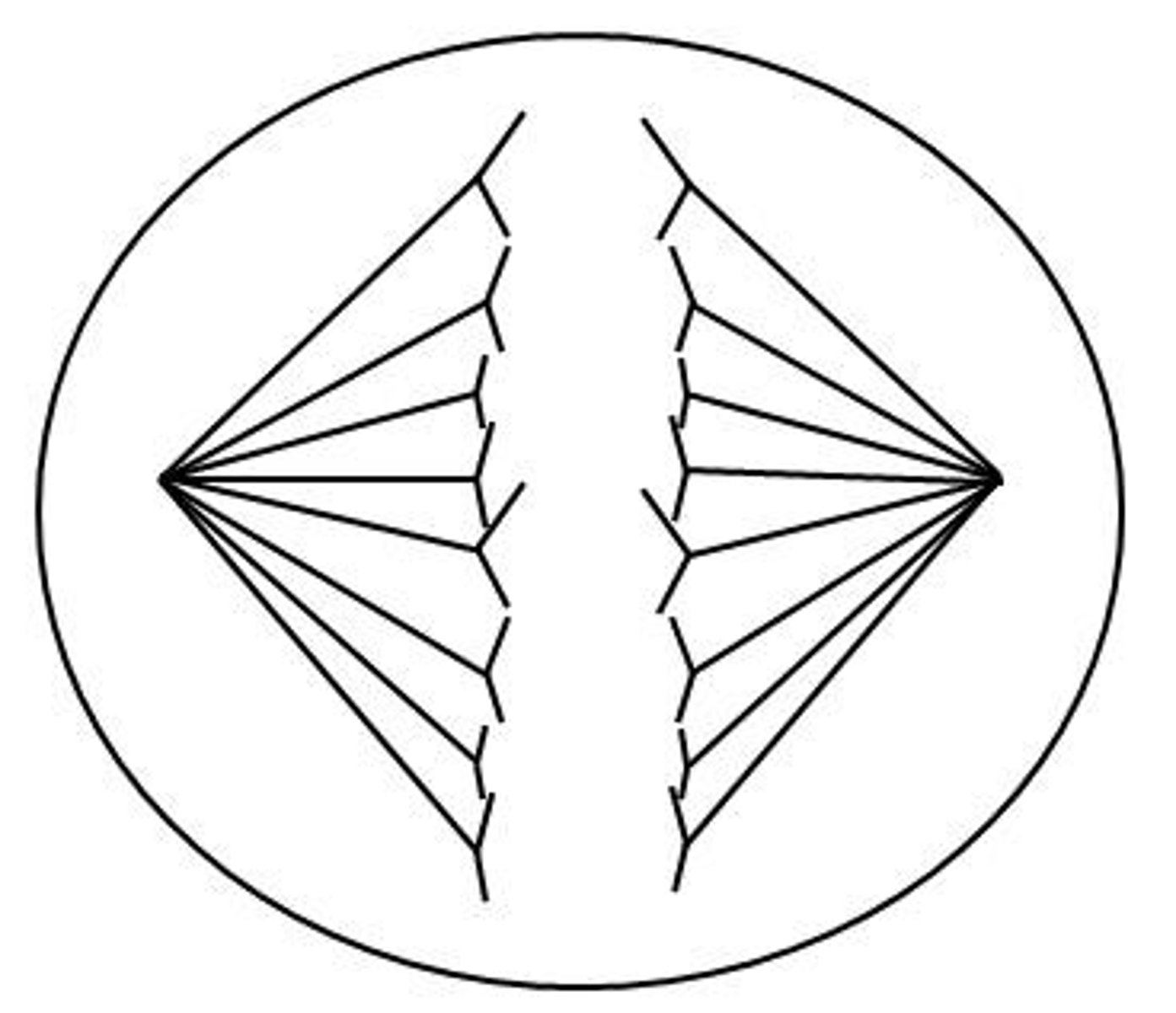 <p>The sister chromatids separate, and the resulting chromosomes move to the opposite poles of the cell.</p>