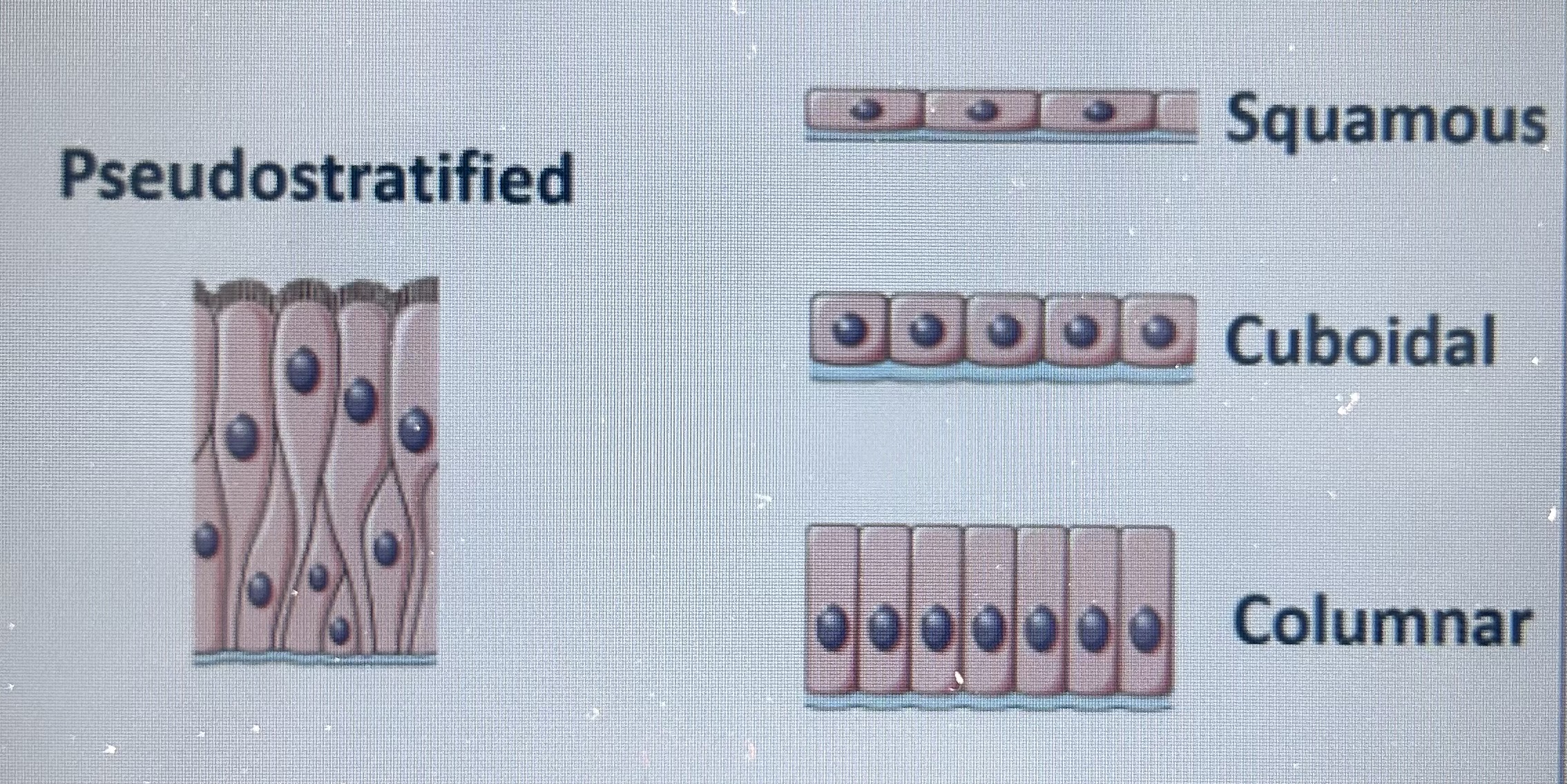 <p>can be…</p><p>simple - a single layer</p><p>stratified - 2 or more layers</p><p>pseudostratified - a single layer, but looks like multiple layers as nuclei lie at different levels in the tissue and not all cells reach the apical surface </p>