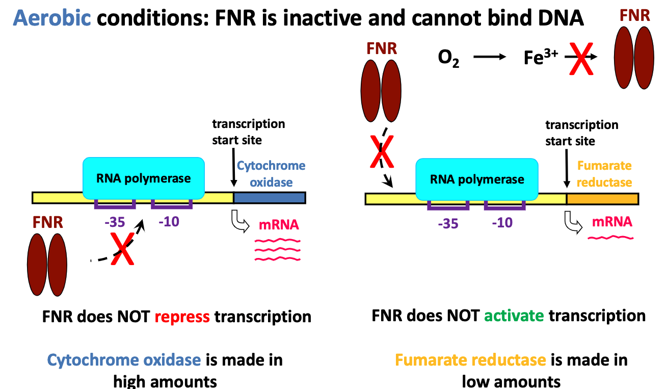 <p>it is inactive and cannot bind DNA</p><p>it cannot repress transcription (cytochrome oxidase made in high amounts</p><p>or it can activate (fumarate reductase made in high amounts)</p>