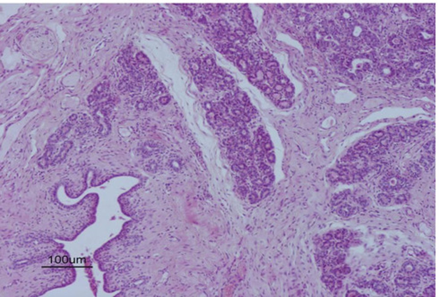 <p>is this mammary gland active or inactive?</p>