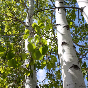 <p>Smooth white bark that scars easily and has lenticels, leaves flutter and are rounder and less serrated than paper birch, pronounced buds, terminal imbricate buds, likes to grow in colonial patches&nbsp;</p>