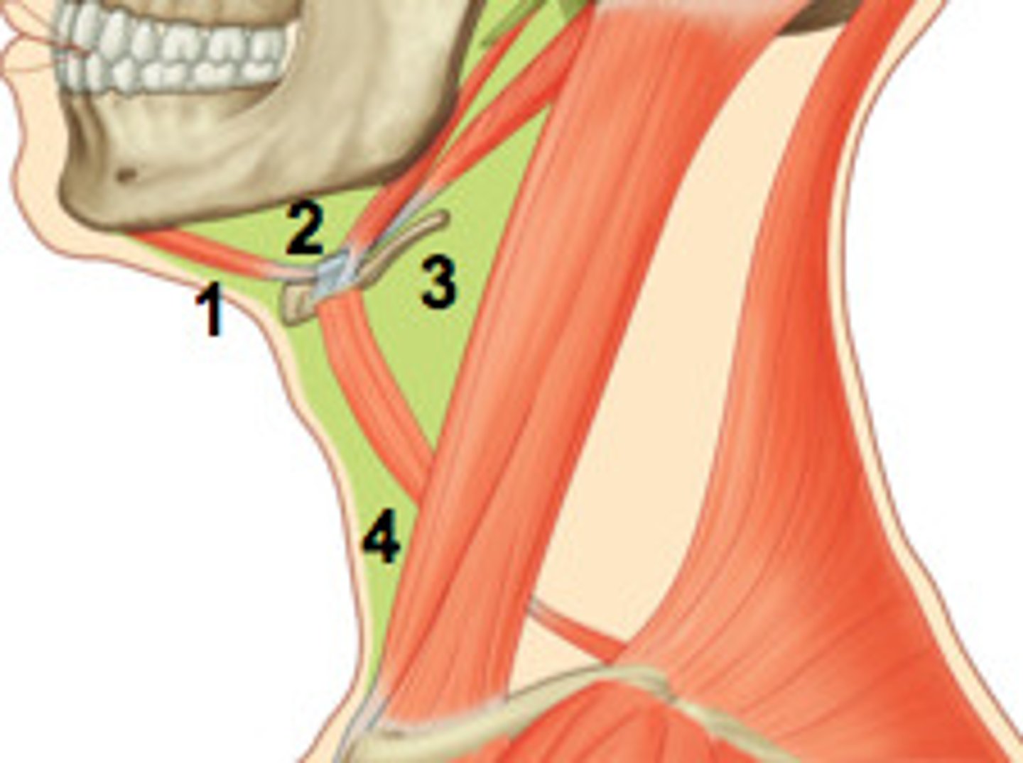 <p>common carotid arteries and branches</p><p>internal and external carotid arteries</p><p>internal jugular veins and tributaries</p><p>vagus nerve (in the middle)</p><p>hypoglossal nerve</p><p>spinal accessory n</p><p>thyroid gland</p><p>larynx</p><p>deep cervical lymph nodes</p><p>branches of the cervical plexus</p>