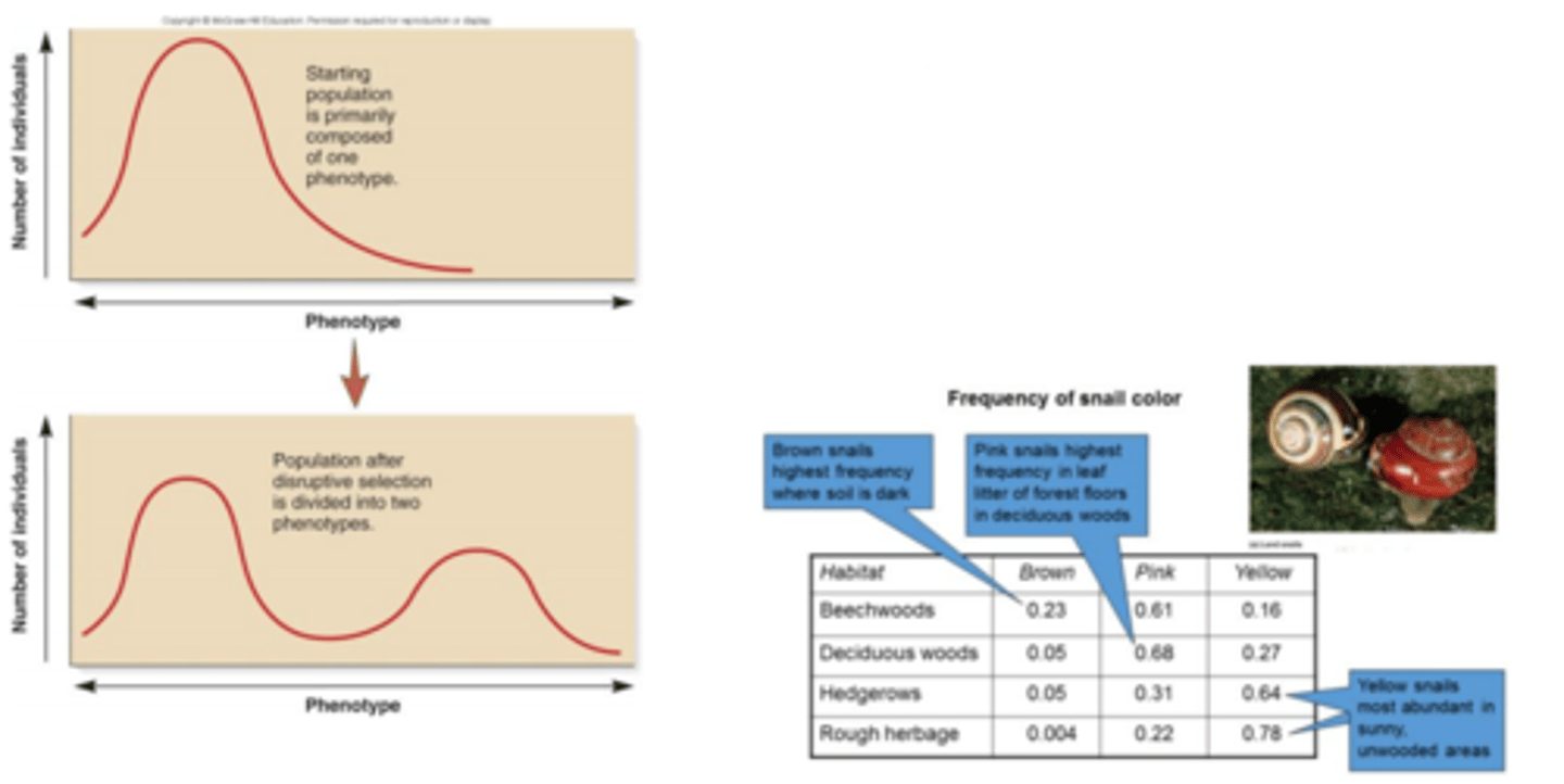 <p>1) Favors selection of two or more different phenotypes in populations that occupy a diverse environment.</p>