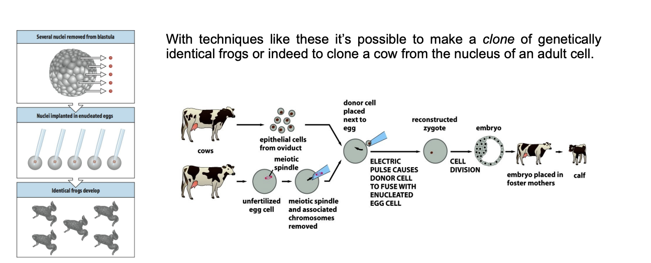 <p>Clones genetically identical frogs→ cow</p><p>THEREFORE: no permanent loss of genetically encoded infor from differentiated cells</p>