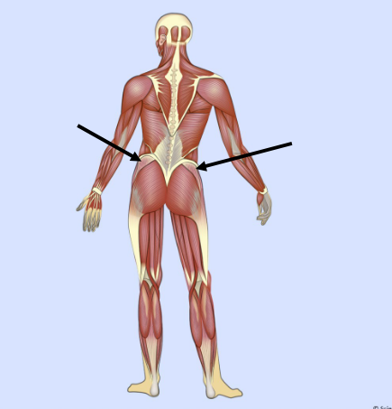 <p>What major muscle is this?</p>