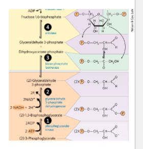 * Steps…

  
  1. Triose phosphate isomerase makes glyceraldehyde 3-phosphate and DHAP 
  2. Condenses both fructose 1,6-bisphosphate
* Most G3P and F-1,6-BP gets used to regeneration ribulose 1,5-bisphosphate